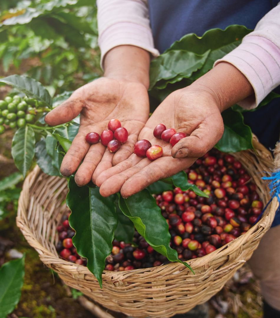 Coffee farmer holding coffee berries