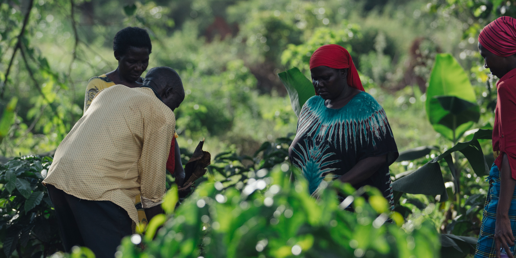 Coffee farmers on coffee farm