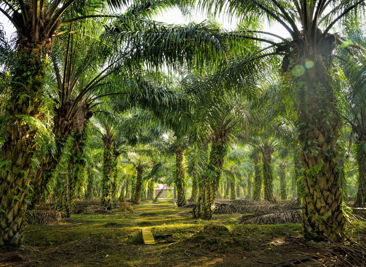 Palm trees