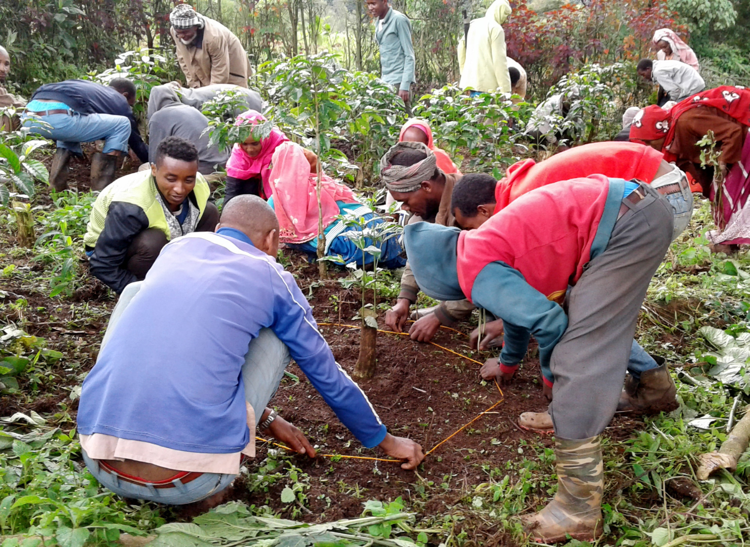 Coffee farmers